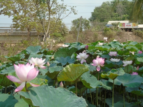 Bên những dòng kênh