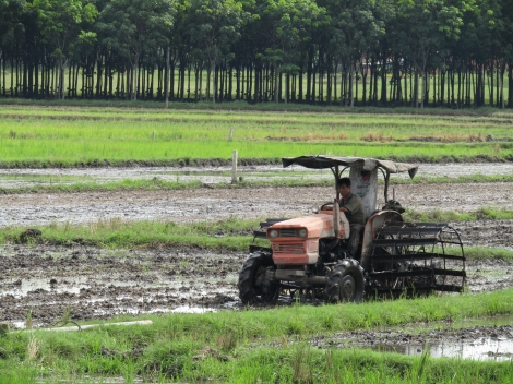 Tập trung sản xuất vụ Hè Thu 2020