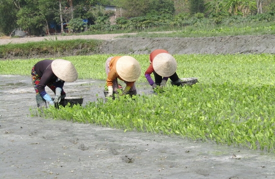 Đẩy mạnh phát triển sản xuất rau an toàn theo tiêu chuẩn GAP