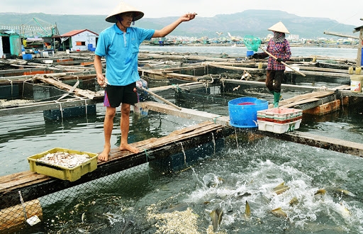 Phê duyệt nhiệm vụ lập Quy hoạch bảo vệ và khai thác nguồn lợi thuỷ sản