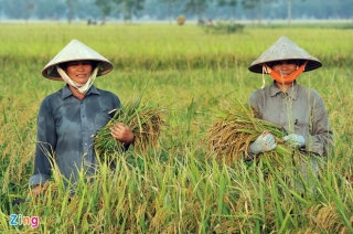 Thủ tướng đồng ý cho xuất khẩu gạo lại bình thường từ 1/5