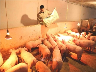 Nhiều tỉnh tái đàn lợn đạt 90% so với trước khi có dịch tả lợn châu Phi