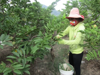 Tây Ninh: Tăng cường áp dụng biện pháp kỹ thuật, phòng trừ sâu bệnh hại cho cây trồng