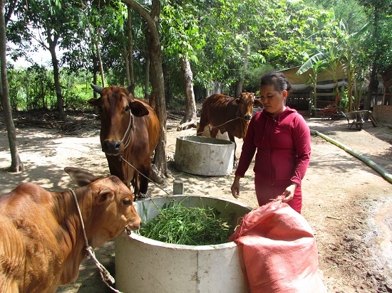 Thoát nghèo nhờ vốn vay ưu đãi chăn nuôi bò