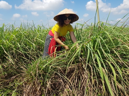 Khởi nghiệp từ cây sả Java