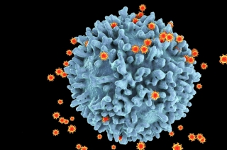 nCoV làm suy giảm miễn dịch giống HIV
