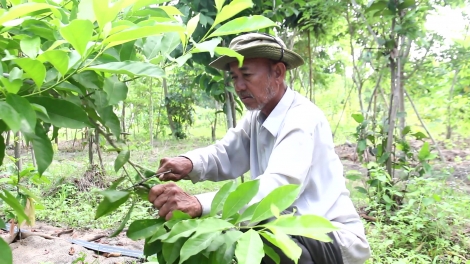 Lão nông yêu rừng