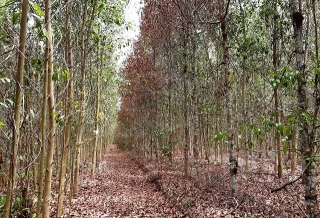 Tây Ninh: Trên 700 ha rừng trồng bị thiệt hại do nắng hạn kéo dài