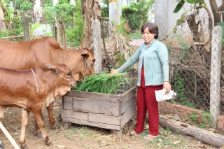 Tân Biên: Hiệu quả của Đề án hỗ trợ trâu, bò sinh sản cho người nghèo