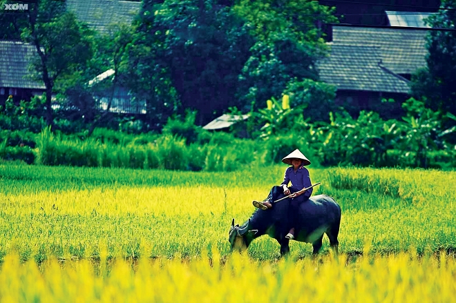 Những chiếc nón lá…