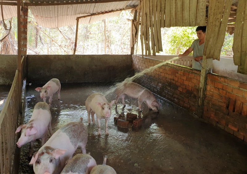 Khan hiếm heo giống, nông dân khó tái đàn