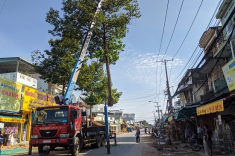 Trảng Bàng: Tỉa cây xanh phòng ngừa ngã đổ trong mùa mưa bão