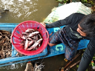 Lại xảy ra cá chết do nước sông ô nhiễm