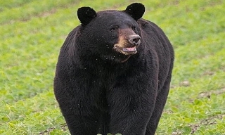 Gấu đen đi gần 700 km để tìm bạn tình