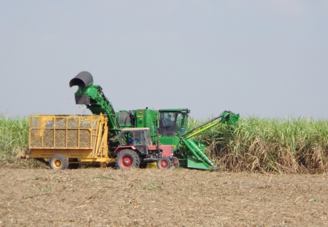 Vụ Hè Thu năm 2020: Đã xuống giống trên 65.700 ha