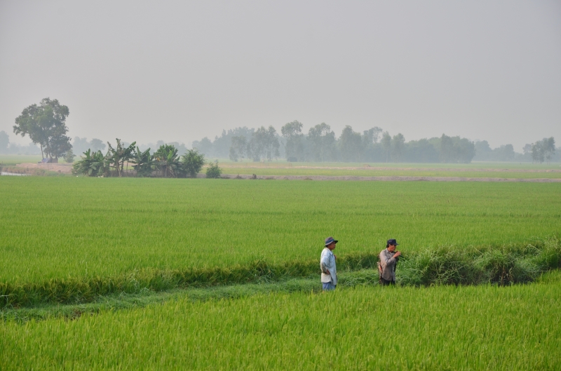 Nhớ ngoại…