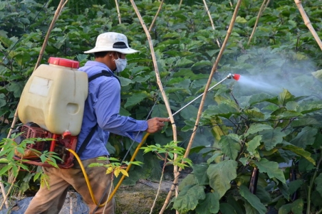 Nông dân ngày càng ý thức hơn trong sử dụng thuốc bảo vệ thực vật