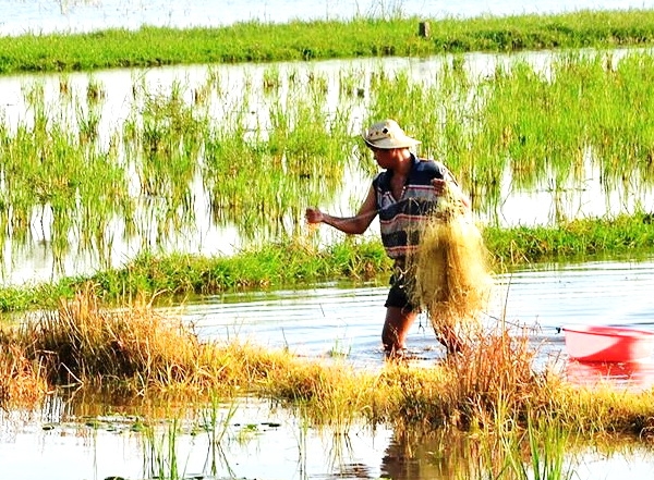 Ếch xào lá giang