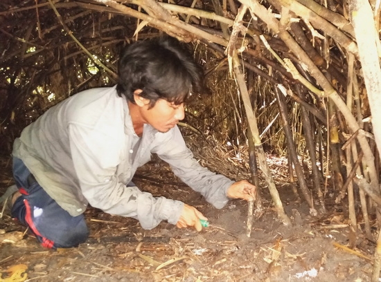 Măng le ngày càng khan hiếm