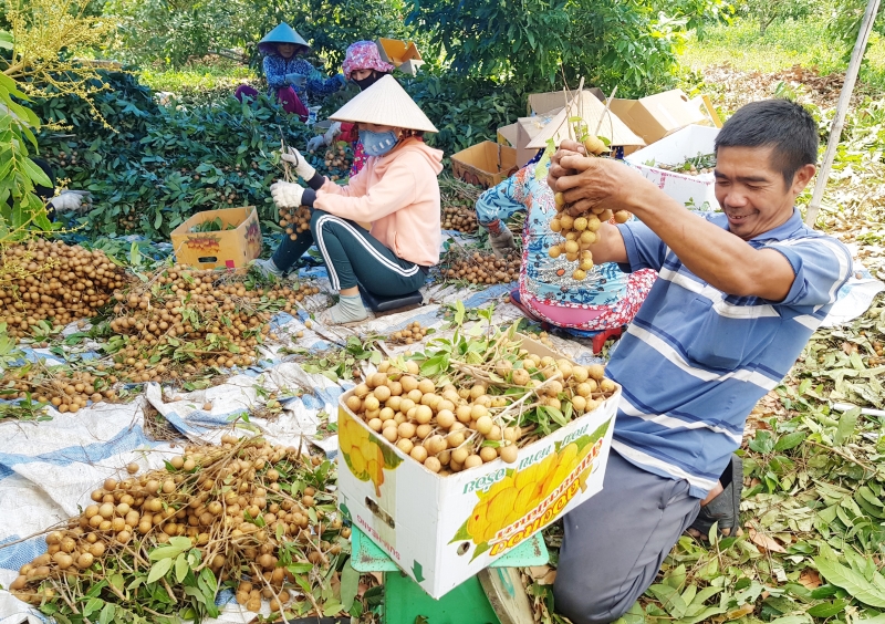 Tây Ninh: Triển khai chương trình "Mỗi xã một sản phẩm"