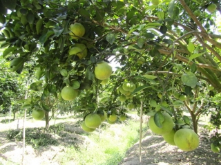 Tây Ninh: Xây dựng kế hoạch hỗ trợ chứng nhận VietGAP cây ăn trái