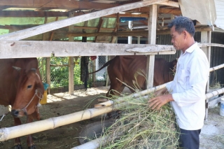 Xã Hiệp Thạnh : Nông dân thoát nghèo nhờ nuôi bò sinh sản