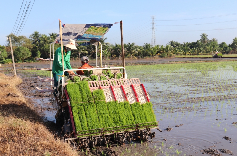 Bắt đầu xuống giống lúa vụ Mùa