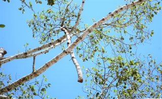 Nhánh cây dầu cổ thụ treo “lơ lửng” trong công viên Dương Minh Châu