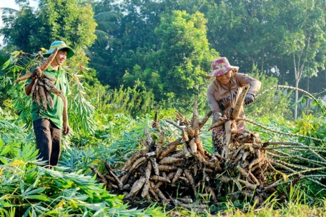 Khoai mì từ món ăn dân dã đến đặc sản miền biên