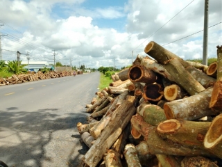 Chất gỗ lấn chiếm Quốc lộ 22B