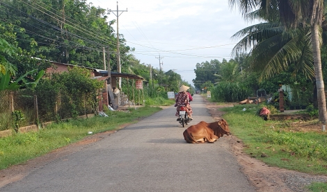 Vật nuôi thả rong và nỗi lo an toàn giao thông