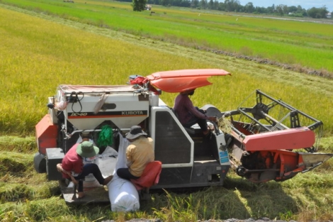 Bài 2: Hình thành vùng trồng lúa chất lượng cao