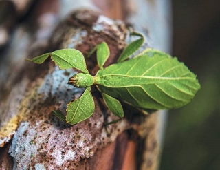 Phát hiện loài bọ lá ở Vườn quốc gia Lò Gò - Xa Mát