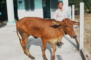 Tặng bò sinh sản cho các hộ gia đình khó khăn