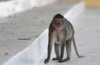 Trình UBND tỉnh xin di dời đàn khỉ trong Nội ô Tòa  thánh Cao Đài về rừng tự nhiên