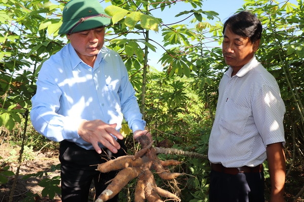 Họp Ban chỉ đạo phòng chống bệnh khảm lá sắn (khoai mì)