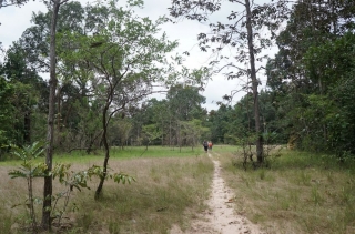 Chuyển đổi rừng trồng mô hình có cây xà cừ tại Vườn Quốc gia Lò Gò - Xa Mát
