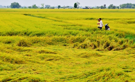 Niềm vui tháng mười