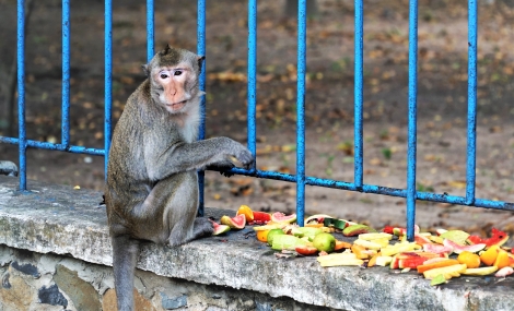 UBND tỉnh giao Sở Nông nghiệp và Phát triển nông thôn chủ trì thực hiện