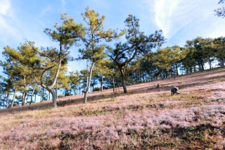 Check-in đồi cỏ hồng Đà Lạt ngày chớm đông