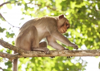Xử lý đàn khỉ ở nội ô Toà Thánh: Cần có thêm các giải pháp lâu dài