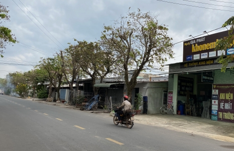 Kích cây bằng lăng ra hoa kịp đón Tết Nguyên đán Tân Sửu