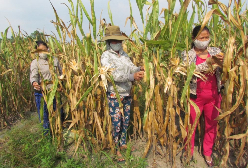 Trảng Bàng: Cây bắp tăng cao, đậu phộng giảm mạnh