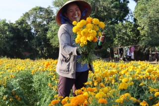 Nông dân phường Hiệp Tân trồng hoa vạn thọ, cúc đón Tết