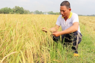 Từng bước chuyển đổi sản xuất giống lúa chất lượng cao