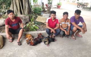 Bắt điểm đá gà ăn tiền tại xã Lợi Thuận