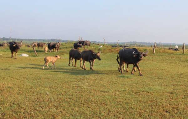 Tây Ninh: Triển khai thực hiện Chương trình quốc gia phòng, chống bệnh lở mồm long móng, giai đoạn 2021 – 2025