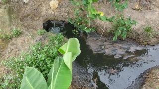 Công an Tây Ninh: Phát hiện một cơ sở chăn nuôi heo xả thải ra môi trường
