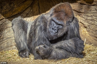 Lần đầu tiên phát hiện khỉ đột trong vườn thú mắc Covid-19