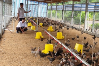 Xây dựng vùng chăn nuôi an toàn dịch bệnh: Hướng phát triển bền vững